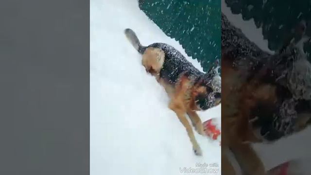 Белые снежинки в исполнении немецкой овчарки смотреть онлайн