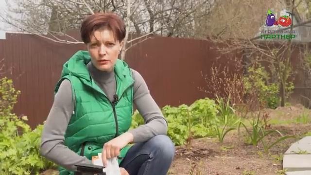 Готовим розы к пышному цветению