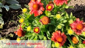 Яркое покрывало для ландшафтного  дизайна- Гайлардия