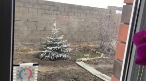 Новогоднее цветение ОРХИДЕЙ. Зацвел третий ФАЛЕНОПСИС. ① Горячевский Георгий. Видеоблог.