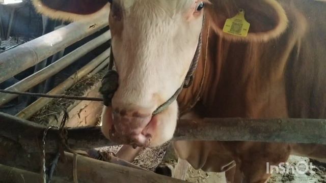 не молочные коровы в Индонезийской деревне