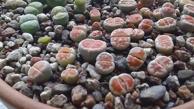 литопсы смотреть онлайн