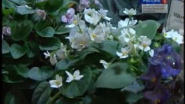 Фиалки смотреть онлайн