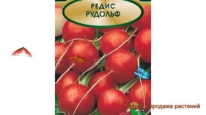 Редис обыкновенный Рудольф (rudolf) ? редис Рудольф обзор: как сажать семена редиса Рудольф