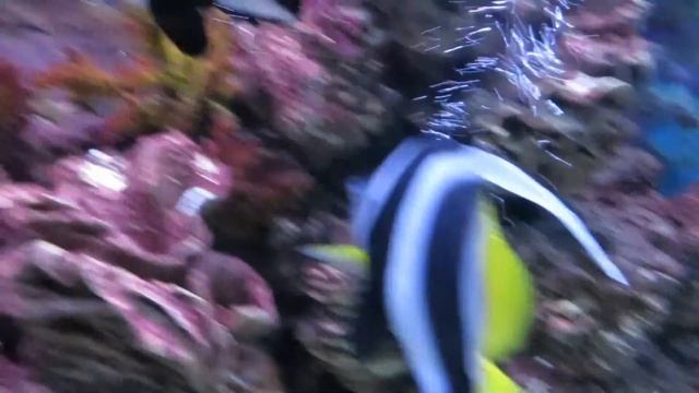 Хризиптера желтопузая,Вымпельная рыба бабочка и Зебрасома Парусная Желтая Желтый Хирург