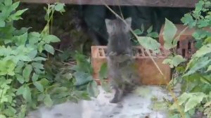 маленькие котята видео , первые шаги котят на улице
