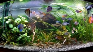 Аквариум 500 ЛИТРОВ. травник без CO2. Дискусы и радужницы.