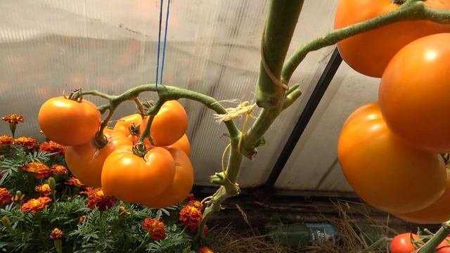 Была поражена красотой и урожайностью этого томата, но...Томат Хурма