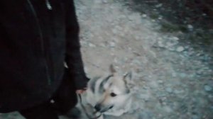 Как правильно научить собаку ходить рядом