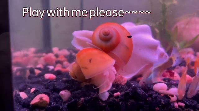 Two Gold Mystery Snails Feeding on Shrimp Food смотреть онлайн