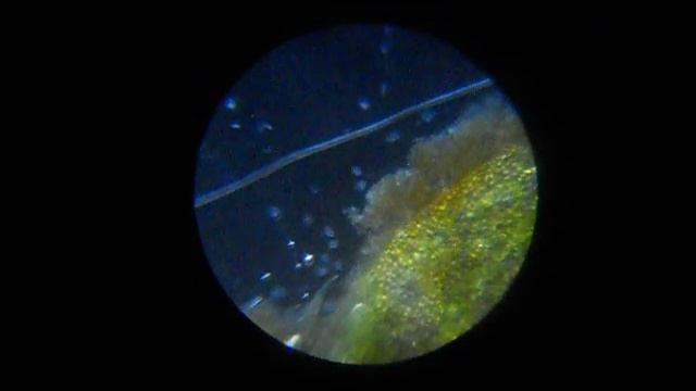 Капля воды под микроскопом смотреть онлайн