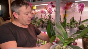 ОРХИДЕИ из под СКАЛЬПЕЛЯ обзор орхидей Максим, Топаз и МОЛОТАЯ КОРИЦА для орхидей