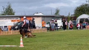 ПП 064 De Orse Mak Flai ESHIRO / Моно немецких овчарок ранга ПК БРОННИЦЫ 10 августа 2024