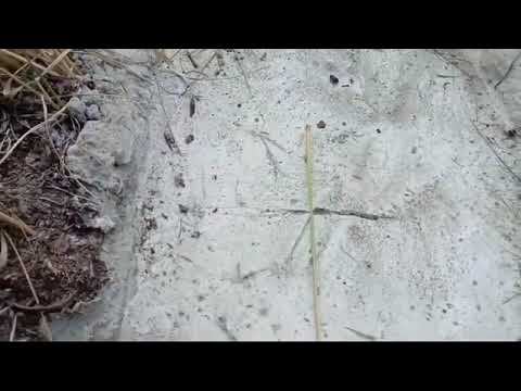 20.07.2024 - СКОРОСТЬ ПЕРЕМЕЩЕНИЯ ПЛАНЕТЫ ЗЕМЛЯ ПО ОРБИТЕ 450 м/с. А НЕ 30 км/с .УЧЁННЫЕ ОШИБАЮТСЯ.