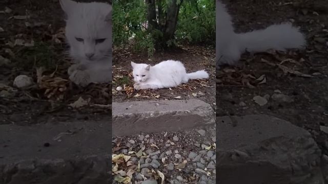 Белый котик!