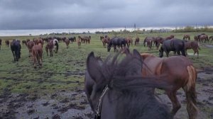 Жеребец Чёрный принц востановился, снова работает под седлом./ Дожди./ тестирую новую камеру