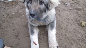 Как дрессировать кавказская овчарка