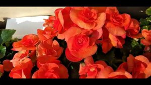 The beautiful double begonia orange #begoniaflower