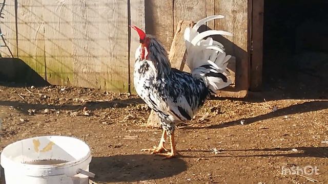 Скоро инкубационный сезон 🐣🐣🐣 смотреть онлайн