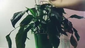 Окружающий мир. 1 класс. Как живут растения