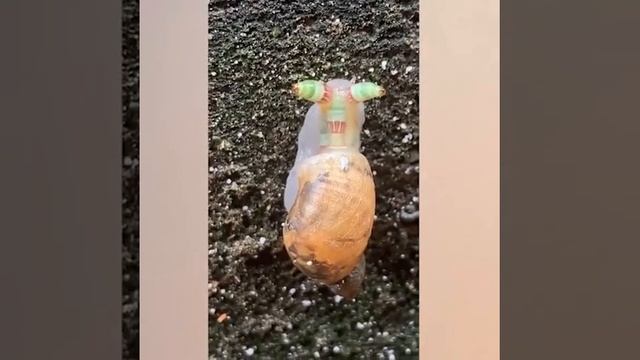 Улитка с мигающими  рогами, удивила  туристов на Тайване