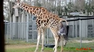 Giraffe Mating In Love Then Female Giraffe Giving Birth Sucess