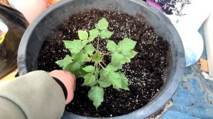 Малина ремонтантная . Сорт Карамелька