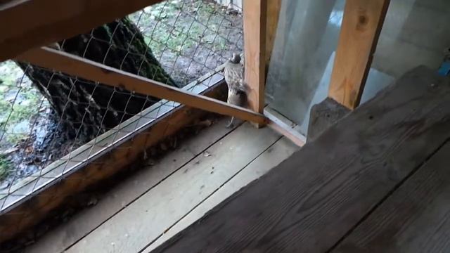 Что за птица такая? смотреть онлайн