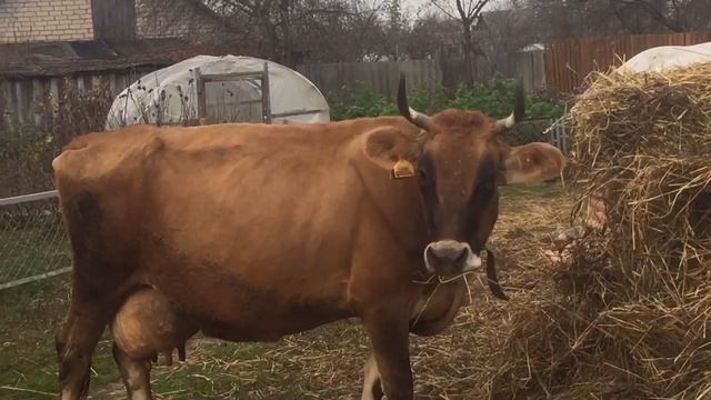 Чистопородный джерсейский бык ! смотреть онлайн