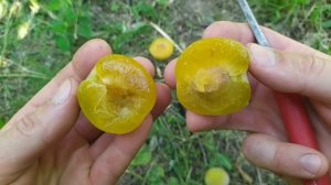 Слива Ренклод Ранній.