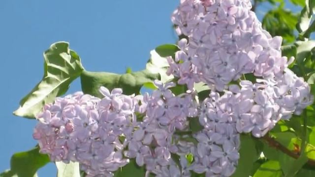 Сергей Литвяков. Апрель (April) смотреть онлайн