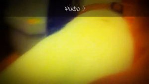 Странности Фифы | Джек-Рассел-Терьер | Jack-Russell-Terrier