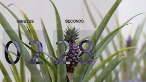 5 Минут Таймер обратный отсчёт на фоне кошек и щенка - 5 Minute Timer Countdown with Bells - Full H