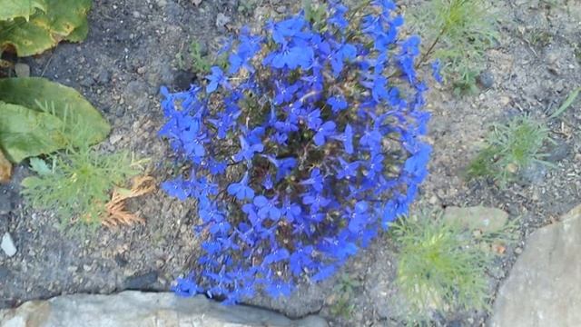 Магия карпат цветы смотреть онлайн