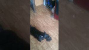 Скотч терьер Джейсон поёт