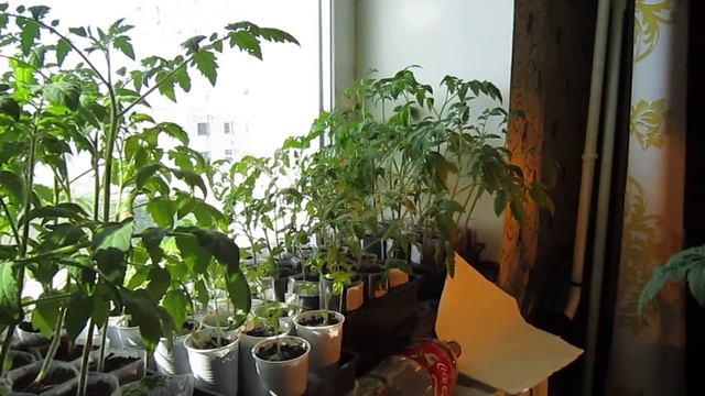 рассада, февральский посев томатов на севере смотреть онлайн