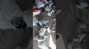 Адлерская серебристая порода кур.