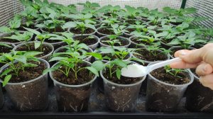 Хотите крепкую здоровую рассаду перца томатов и баклажан. Подкормите один раз сразу после перевалки.