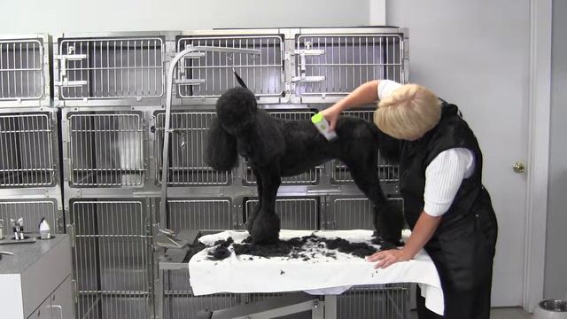 Poodle Summer Cut- Body- Second Time Over смотреть онлайн