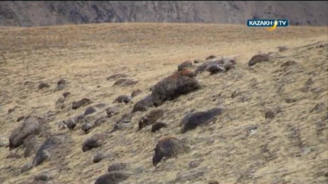 Саурские архары. Охотники за легендами смотреть онлайн