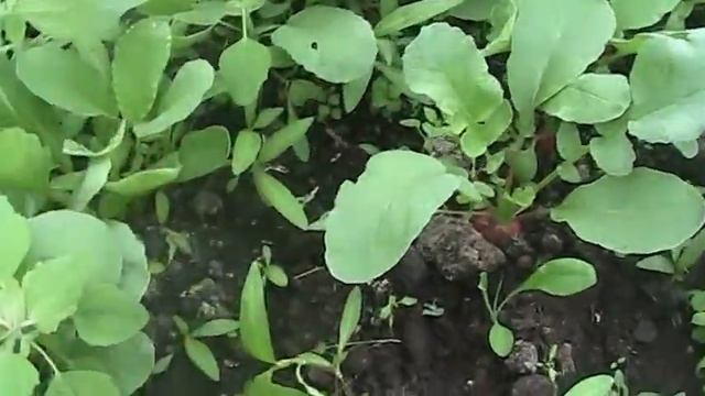 Обзор гибридного редиса! Май 2017 г.//Секреты хороших урожаев. смотреть онлайн