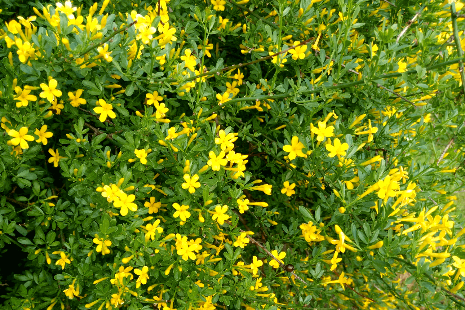 Жасмин жёлтый, или кустарниковый (Jasminum fruticans)