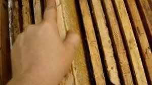 ПЕРВАЯ КАЧКА МЁДА В АВГУСТЕ