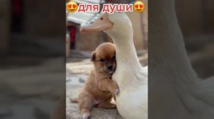 Хорошо когда есть друзья!