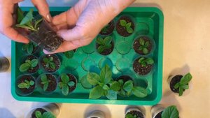 Результат размножения крупнолистной гортензии зелеными почками