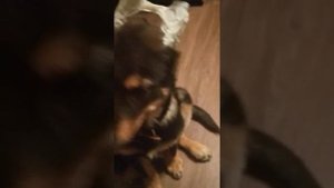 Ставим ушки овчарке