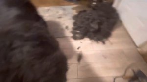 Собака Водолаз/Ньюфаундленд - расчёсывание. Newfoundland dog - grooming.