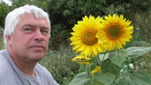 Жёлтый цветок подсолнух или жёлтые цветы подсолнухи