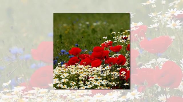 Венский вальс смотреть онлайн