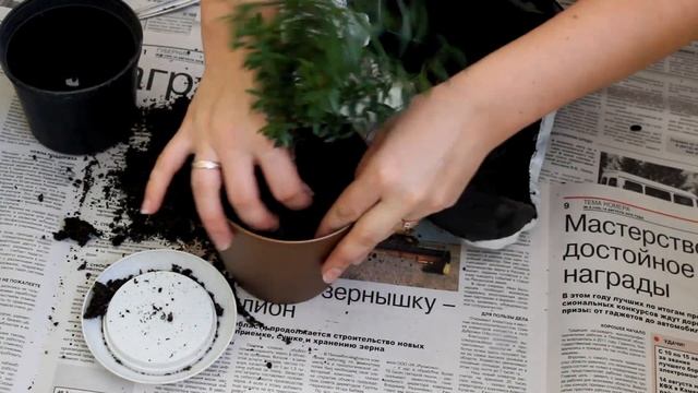 Мирт. Пересадка. [Надежда и Мир]